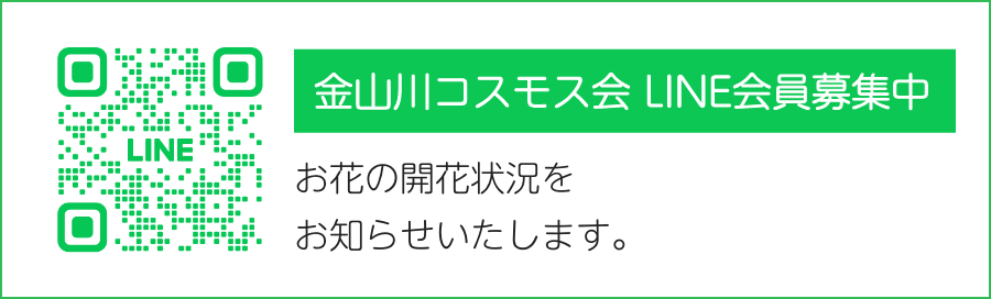 金山川コスモス会 LINE会員募集中 お花の開花状況をお知らせいたします。